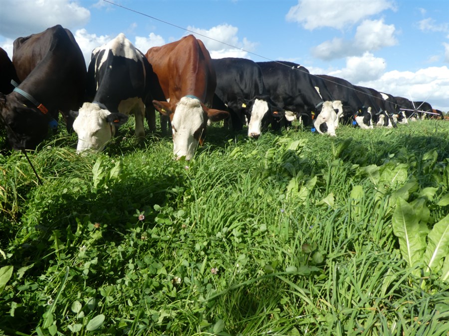 Bericht Kosten-batenanalyse voor natuurinclusieve melkveehouderij bekijken